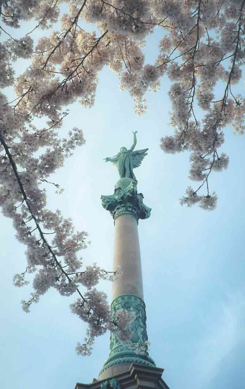 sakura1
